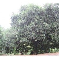 10萬(wàn)元出售 百年難得極品桂花樹(shù)一棵！