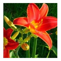 供應紅寶石萱草 紅寶石萱草價格 金邊玉簪 八寶景天