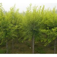 聊城金葉榆優(yōu)惠供應(yīng)