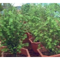 福建竹柏、八角金盤、盆栽桂花、四季桂花、鳳梨花卉