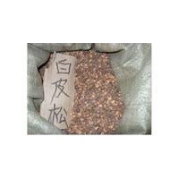 長期供應白皮松種籽、油松種籽、側柏種籽、華山松種籽、樟子松種