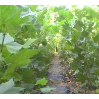 濟(jì)寧法桐.法桐基地--綠皮法桐基地