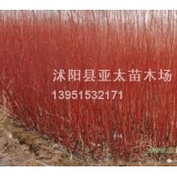 供應(yīng)亞太苗木：小葉女貞.紅葉小檗.金葉女貞.繡線菊.連翹