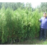 供應50cm--180cm營養(yǎng)杯側柏苗