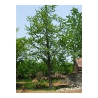 供應(yīng)15公分以上白蠟，國槐，千頭椿。25公分以上銀杏
