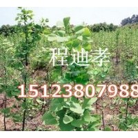 大量低價(jià)供應(yīng)銀杏苗 銀杏樹苗木