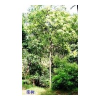 供應(yīng)欒樹（北欒）