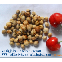 供應櫻桃苗、櫻桃實生苗、櫻桃嫁接苗、櫻桃種子