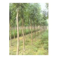 供應(yīng)欒樹、欒樹樹苗