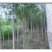 白皮臭椿，臭椿，千頭椿的價(jià)格