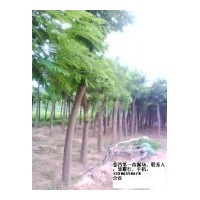 專供毛白楊，速生楊107，國槐，法桐，合歡，臭椿，速生柳等