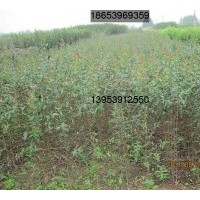 供應(yīng)木瓜成品苗、木瓜苗