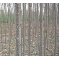 丹紅楊供應(yīng)