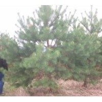 專(zhuān)業(yè)供應(yīng)1-7米白皮松