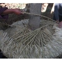 供應(yīng)國槐價格 白臘、國槐、紫葉李、女貞、五角楓、速生法桐