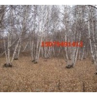 供應(yīng)白樺樹 樟子松，油松,黑松，云杉,五角楓, 蒙古櫟 花楸，柞樹