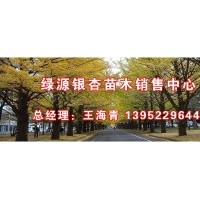 供應(yīng)銀杏樹 白果樹價(jià)格