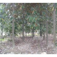 廣玉蘭基地 提供優(yōu)質(zhì)廣玉蘭