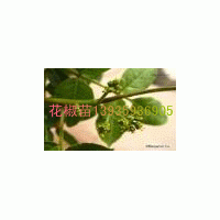 供應(yīng)花椒苗