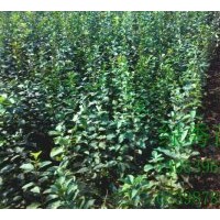 供應(yīng)流蘇（油根子）種子，芽子，大小苗。