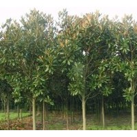 滁州成昊蜀檜龍柏苗木基地