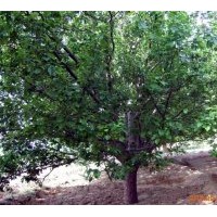 海棠樹 又名吉祥樹