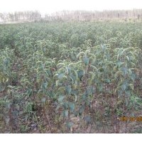 供應(yīng)蘋(píng)果苗 桃苗。梨樹(shù)苗 側(cè)柏，龍柏接穗，冬青苗