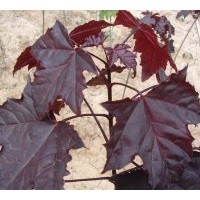 供應(yīng)紫葉挪威槭，挪威紅楓
