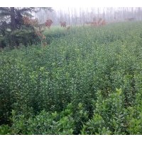 大量供應(yīng)冬青苗