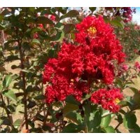 供應(yīng)垂柳，直生柳，黃柳，金絲柳