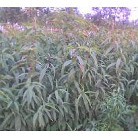 供應(yīng)毛桃苗 山桃苗 桃樹(shù)苗