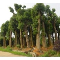 供應移栽大香樟、桂花、欒樹