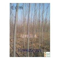 大量供應(yīng)毛白楊