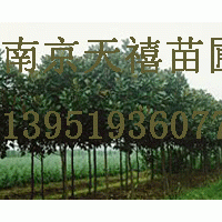 【南京天禧苗圃】南京雪松國槐女貞構(gòu)樹廣玉蘭樸樹絲棉
