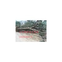 山東低價大量供應(yīng) 國槐 法桐 白蠟 合歡