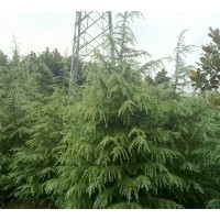 【誠信為本】雪松廣玉蘭白玉蘭馬褂木大葉女貞