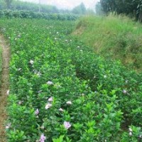 基地直銷木槿.月季.繡線菊.火棘.紅瑞木.云南黃馨,