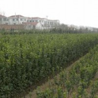 供應(yīng)大葉黃楊，小葉黃楊，衛(wèi)矛