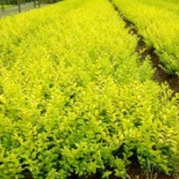 金葉女貞、金森女貞、紅葉小檗、小葉女貞、紅葉女貞、紅帽、豐花