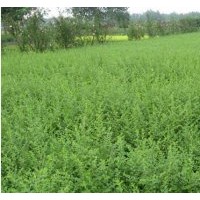 基地直銷小葉女貞,金葉女貞.紅葉小波.扶芳藤.衛(wèi)矛.