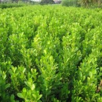 低價售大小葉黃楊.龍柏.塔柏.側(cè)柏.連翹.迎春