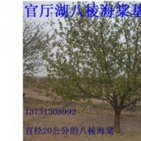 風景觀賞海棠樹