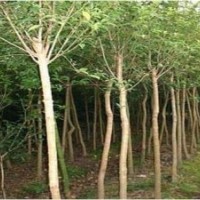 供應(yīng)丁香樹//暴馬丁香樹//野生丁香樹//直徑1-25公分