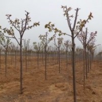 長年供應(yīng)1-15厘米規(guī)格櫻花。紫薇