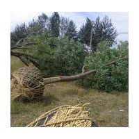 低價供應國槐 法桐 白蠟 合歡等各種綠化苗木