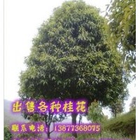供應(yīng)桂花樹