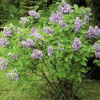 出售紫花丁香