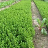 低價售大小葉黃楊.龍柏.塔柏.側(cè)柏.連翹.迎春.