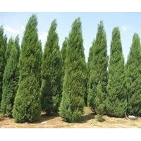國槐哪里有側(cè)柏哪里有白皮松價(jià)格苗木種子苗木嫁接