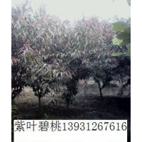 紅葉碧桃價格河北碧桃行情哪里有碧桃